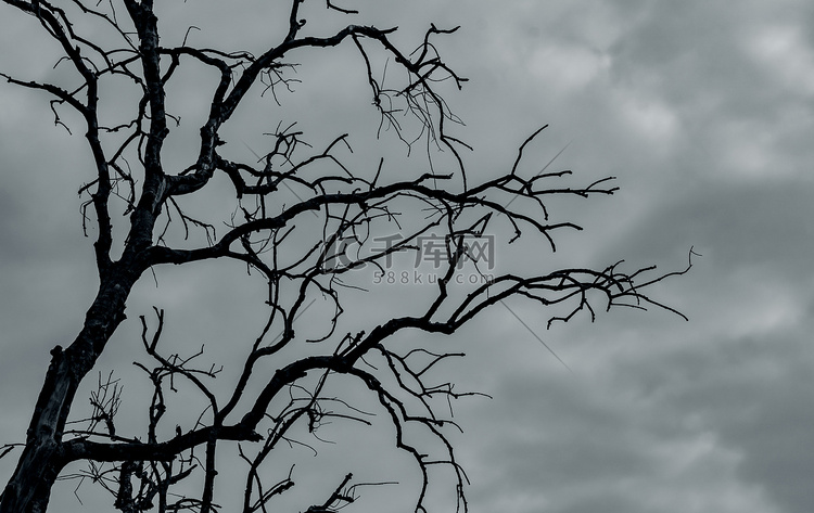 剪影死树上黑暗的戏剧性的天空和