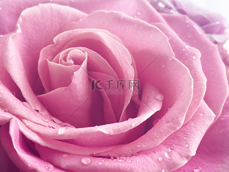 盛开的粉红玫瑰、复古花卉背景和