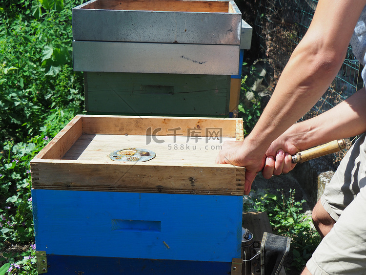 养蜂大师从蜂群中的蜂箱中取出装