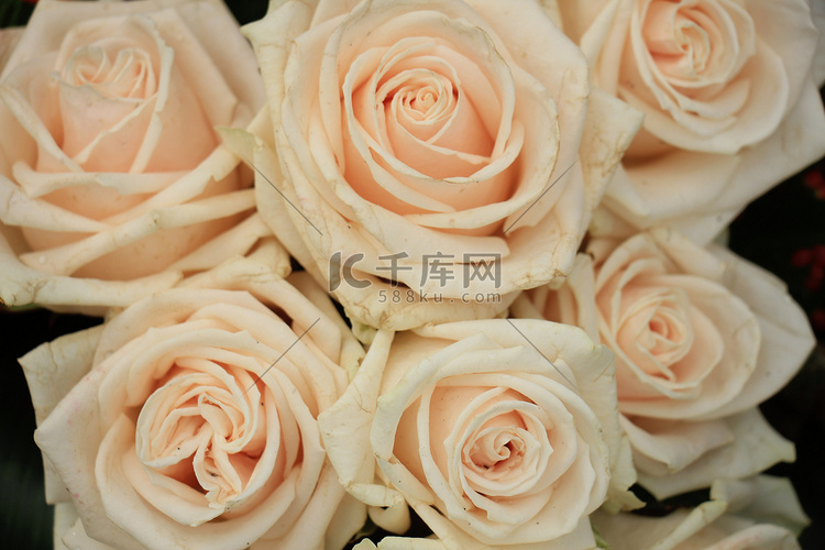 淡粉色玫瑰