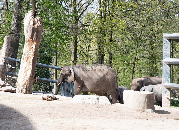 德国伍珀塔尔绿色动物园里，小象