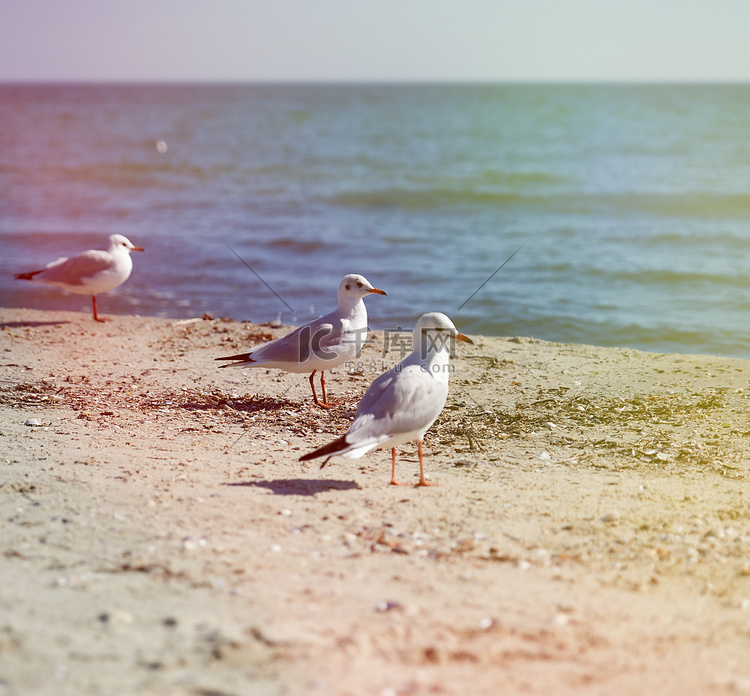 夏季，一群白海鸥在黑海岸边飞翔