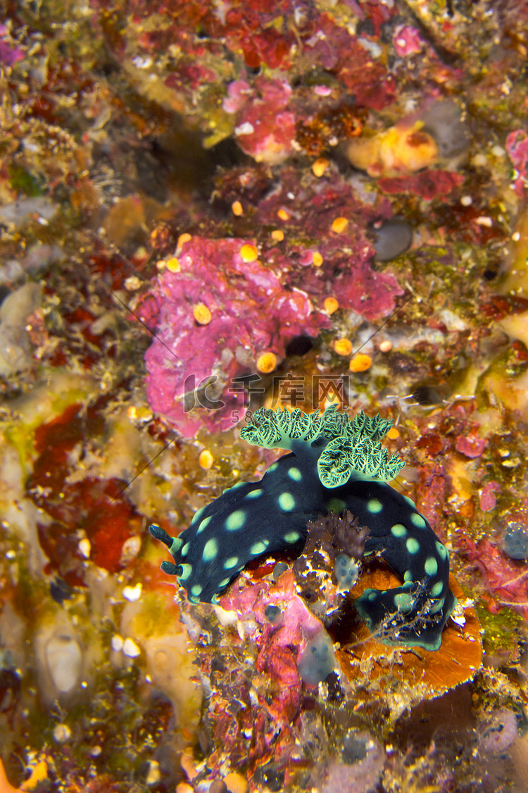 海蛞蝓，布纳肯国家海洋公园，印