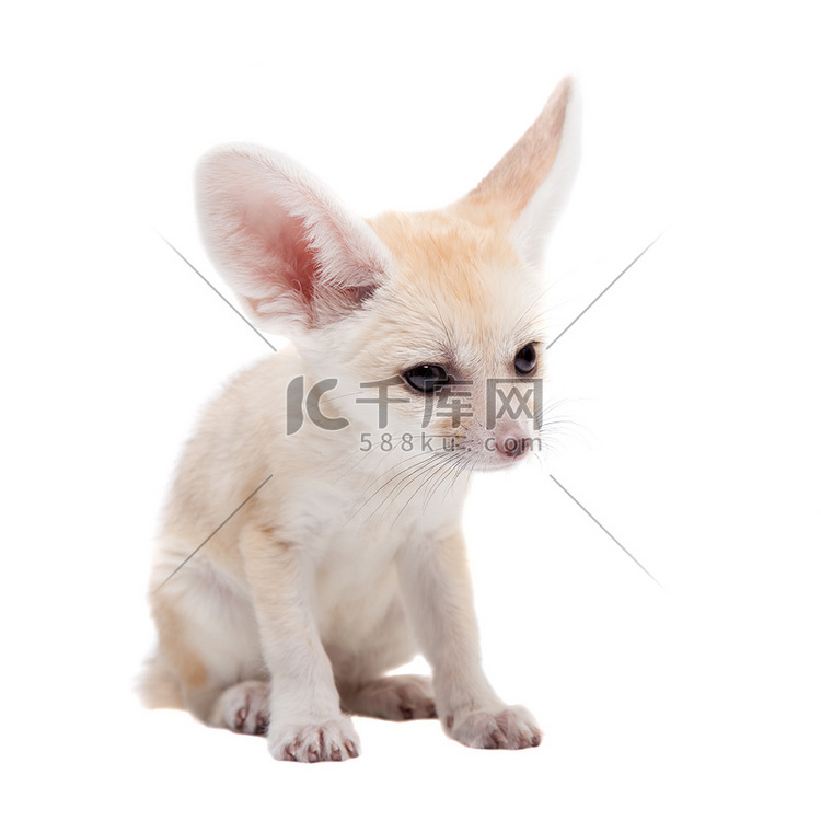 白色背景上的漂亮 Fennec 狐狸幼崽