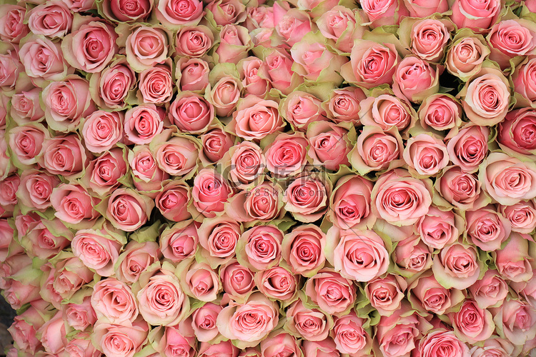 婚礼上的粉红玫瑰背景、花卉装饰