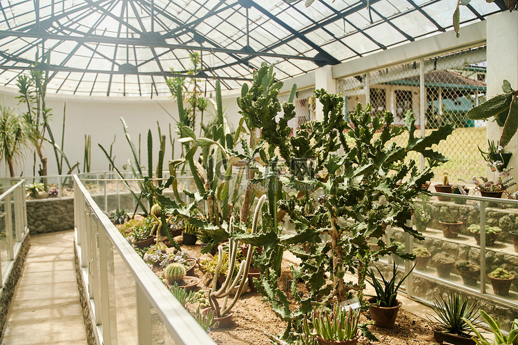 斯里兰卡康提佩拉德尼亚皇家植物