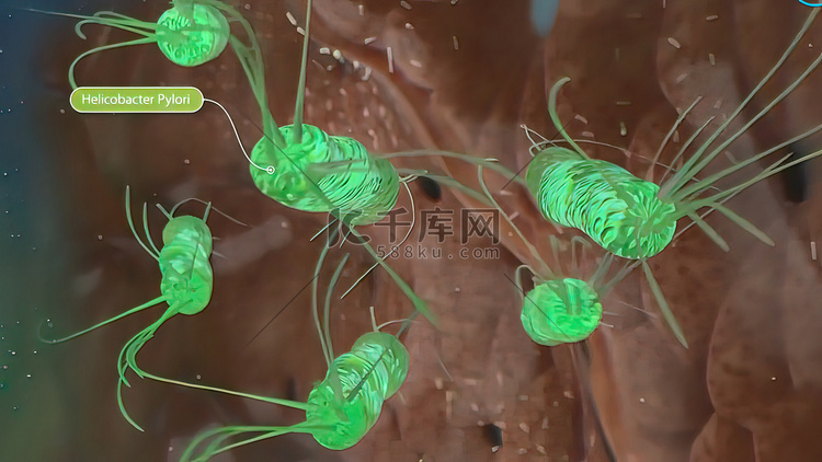幽门螺杆菌，一种定居在胃中的微