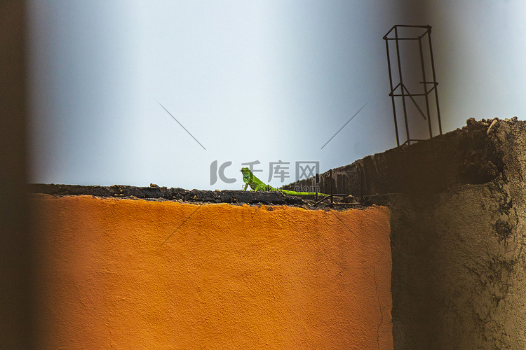 墨西哥橙色墙上的绿蜥蜴壁虎鬣蜥