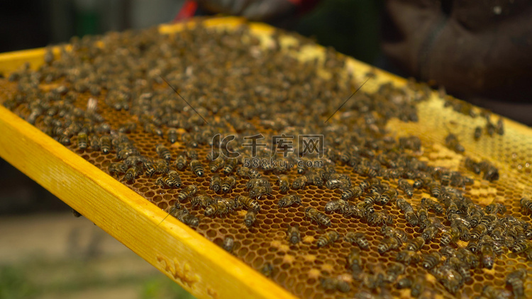 许多蜜蜂在蜂窝框架上。