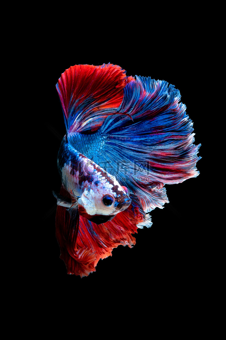 黑色背景下 Betta 鱼或暹