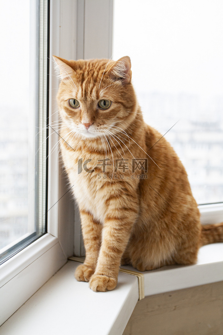 一只英俊的年轻红猫坐在窗台上，