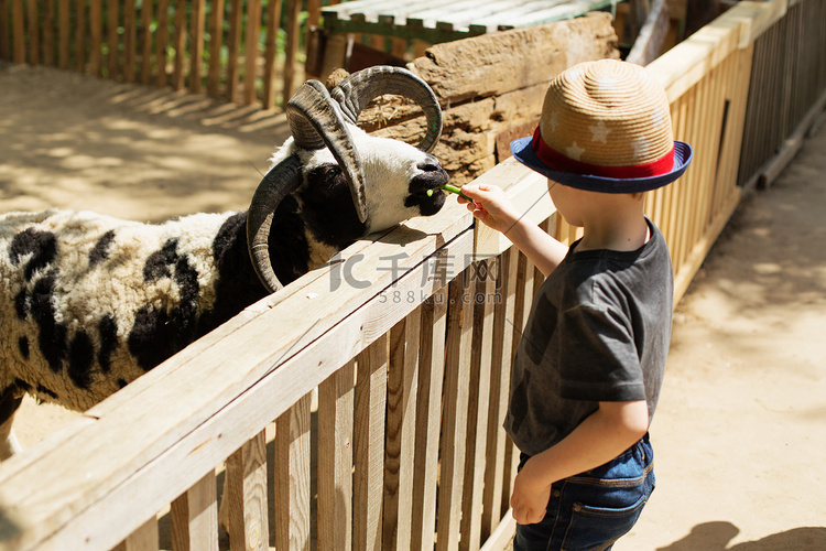 小孩子在动物农场喂大公羊