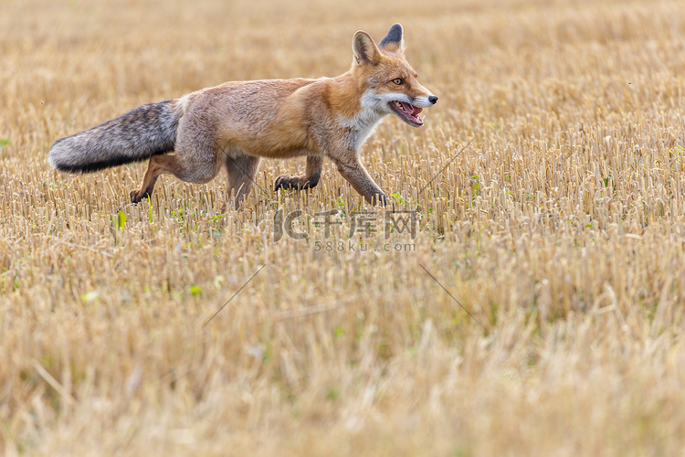 红狐在黄色的残茬上奔跑。