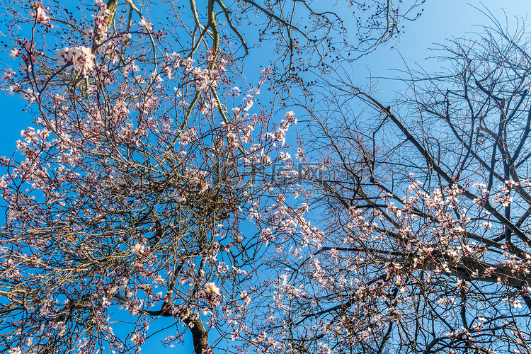 春天，樱花满树，映衬着蓝天。