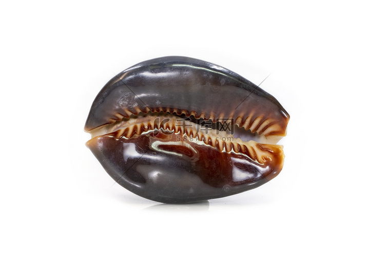 毛里求斯贝壳，俗名座头贝、巧克