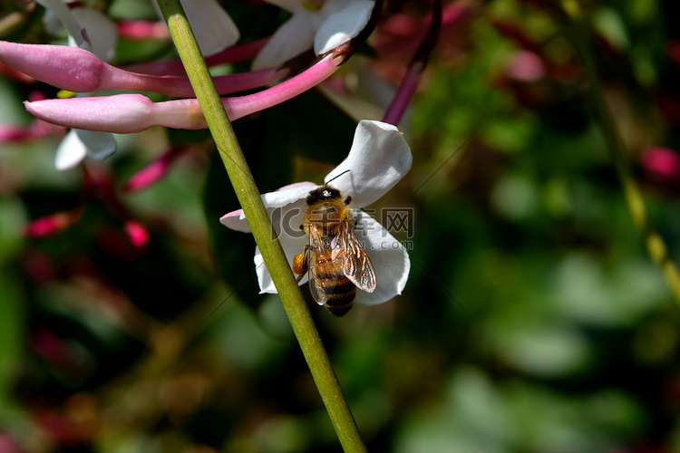 一只蜜蜂坐在花上，以花蜜为食