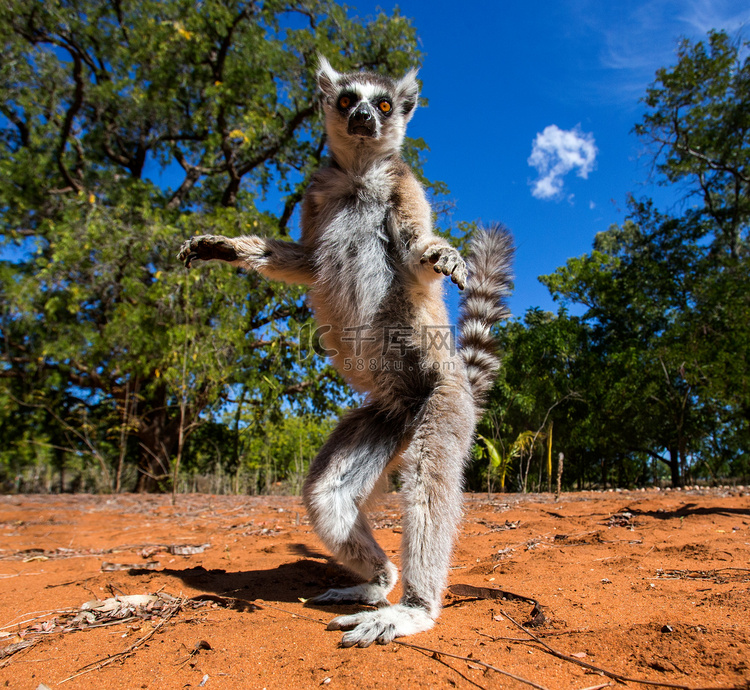 马达加斯加的环尾狐猴