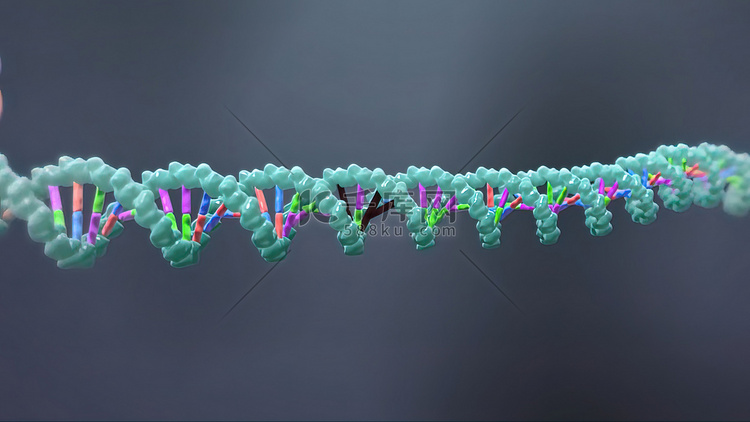 3D动画DNA的遗传结构