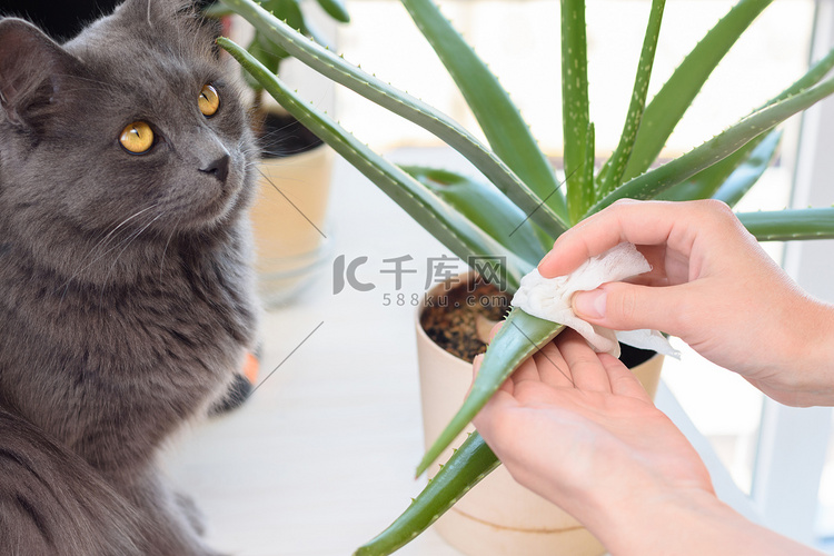 一只猫看着一个女孩照顾室内植物