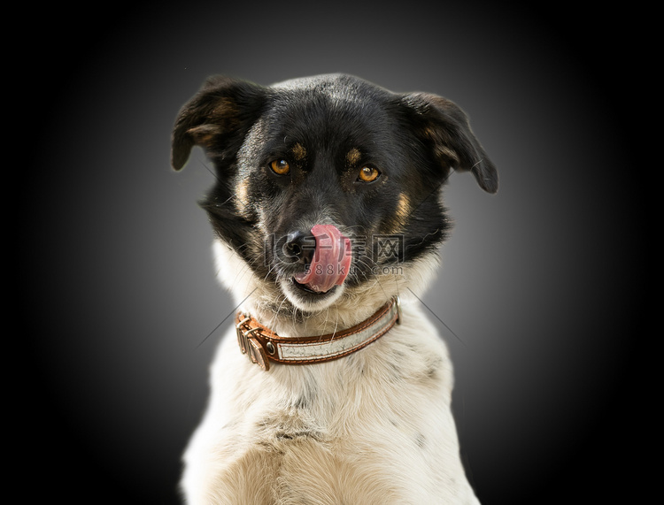 患有异色症的狗会舔自己的鼻子