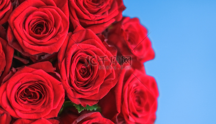 蓝色背景中的豪华红玫瑰花束，鲜