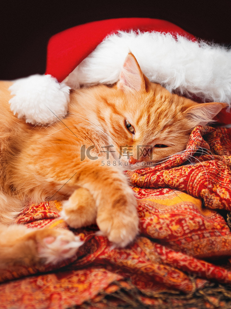 戴着圣诞老人帽子的可爱姜猫睡在
