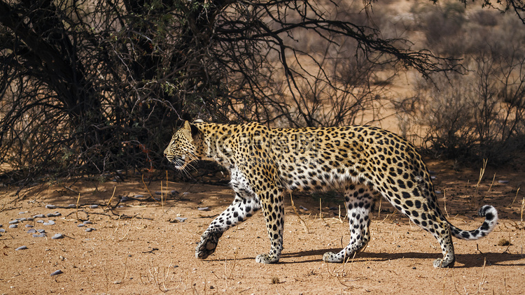 南非 Kgalagadi 跨境公园的豹子