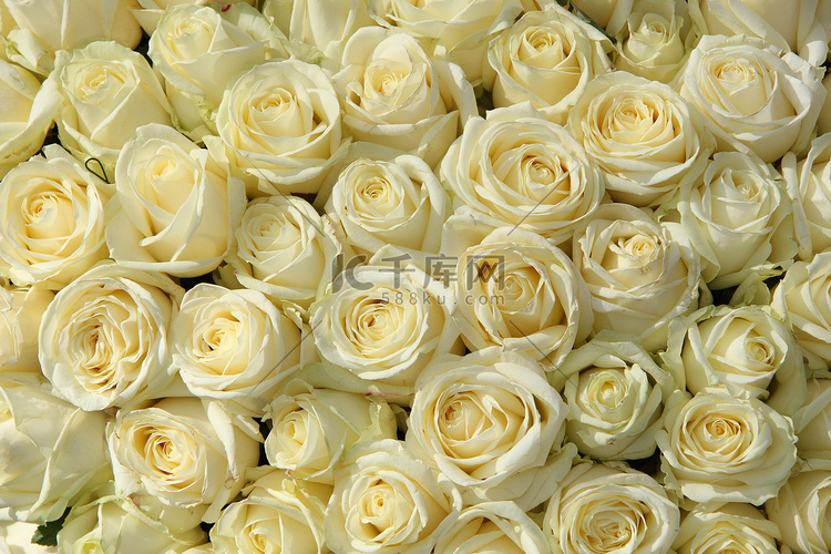 花卉婚礼装饰中的白玫瑰组