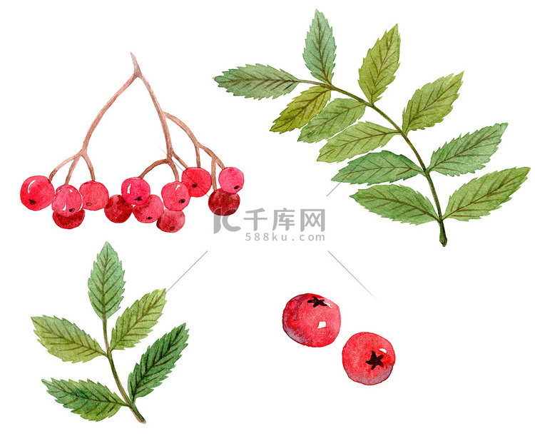 水彩手绘罗文绿色树枝和红色浆果