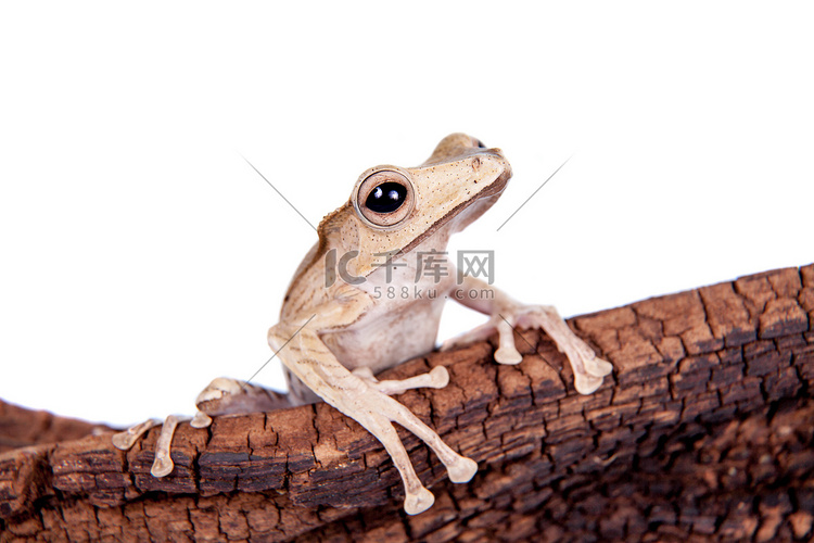 白色背景上的婆罗洲耳青蛙