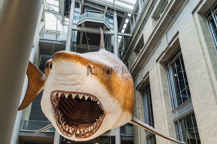 史密森尼博物馆的巨齿鲨复制品