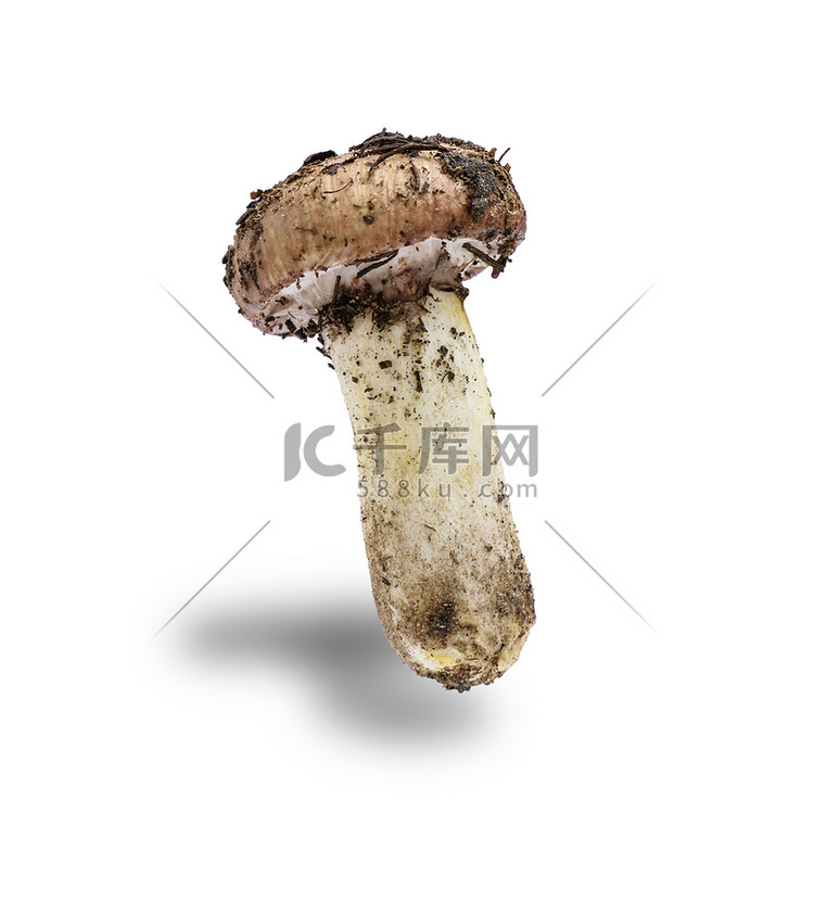 食用蘑菇 Suillus ut
