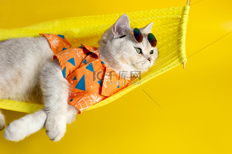 戴着太阳镜的滑稽白猫躺在黄色背