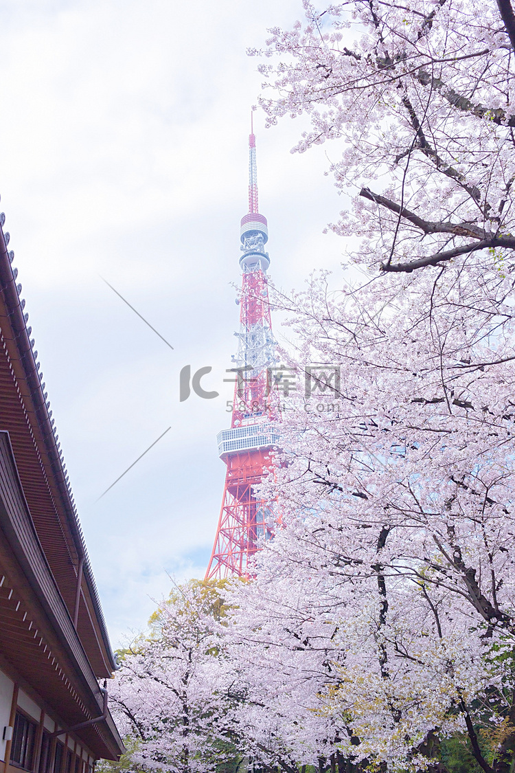 樱花环绕的东京塔