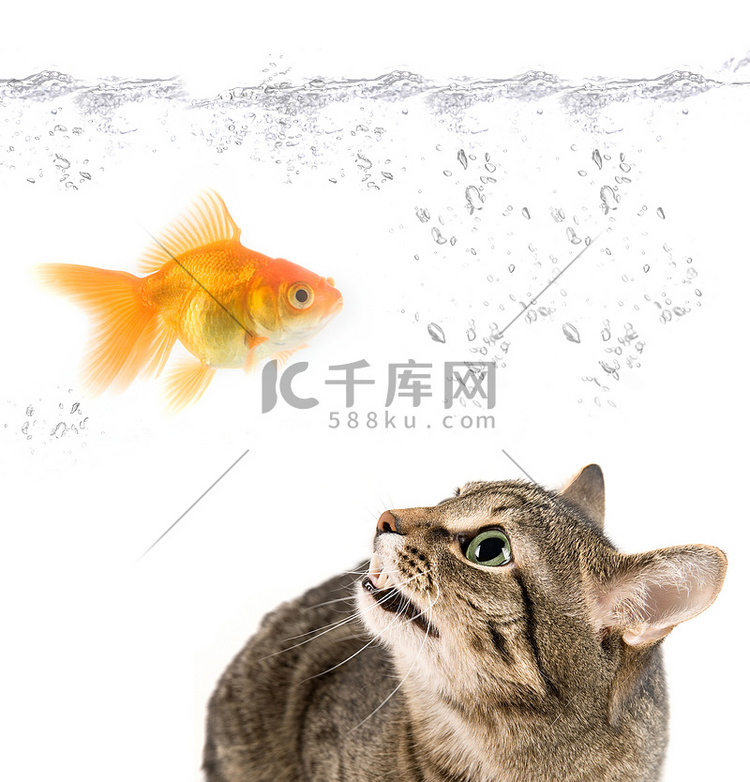 愤怒的猫和金鱼