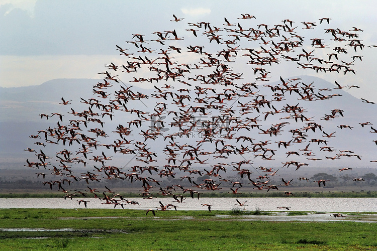 安博塞利国家公园里的大群火烈鸟