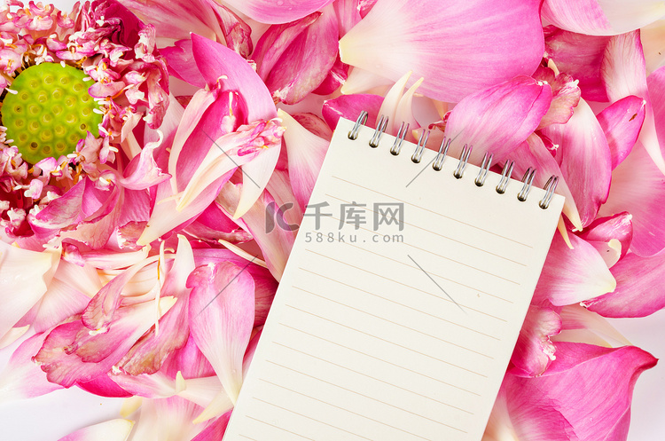 打开盛开的粉红色莲花上的空白日