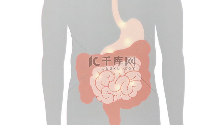 口腔消化系统之旅