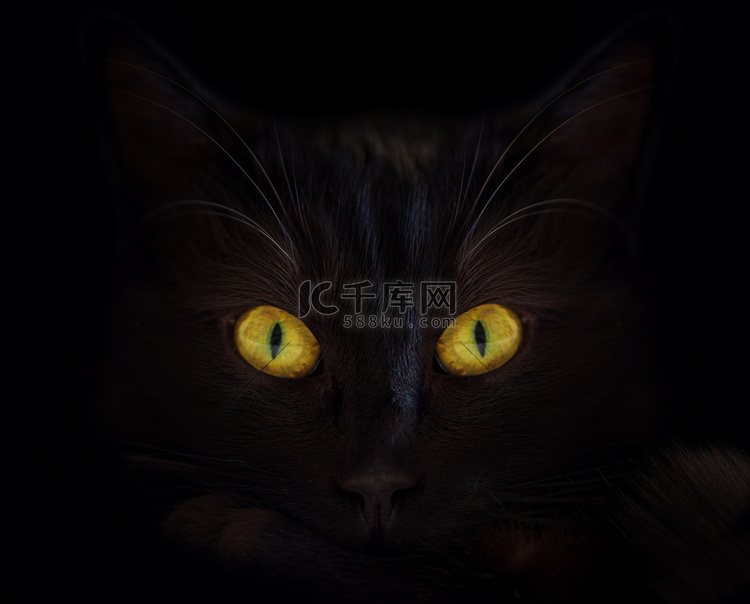 黑色背景中的黑猫，眼睛亮黄色
