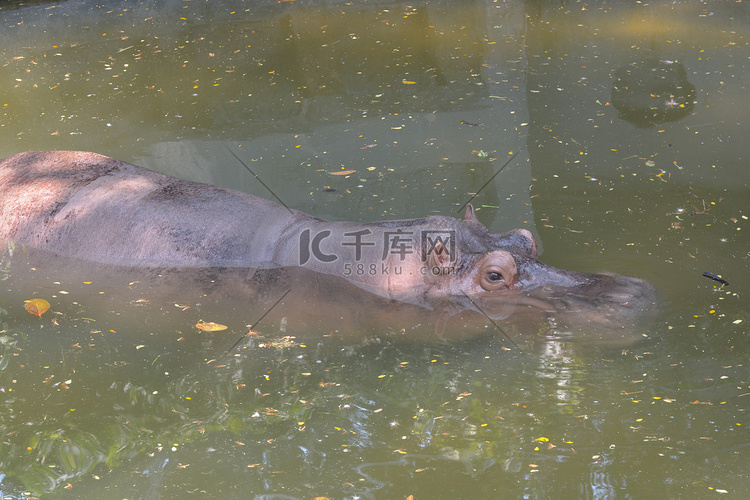 水中的河马 (Hippopotamus amphibius)