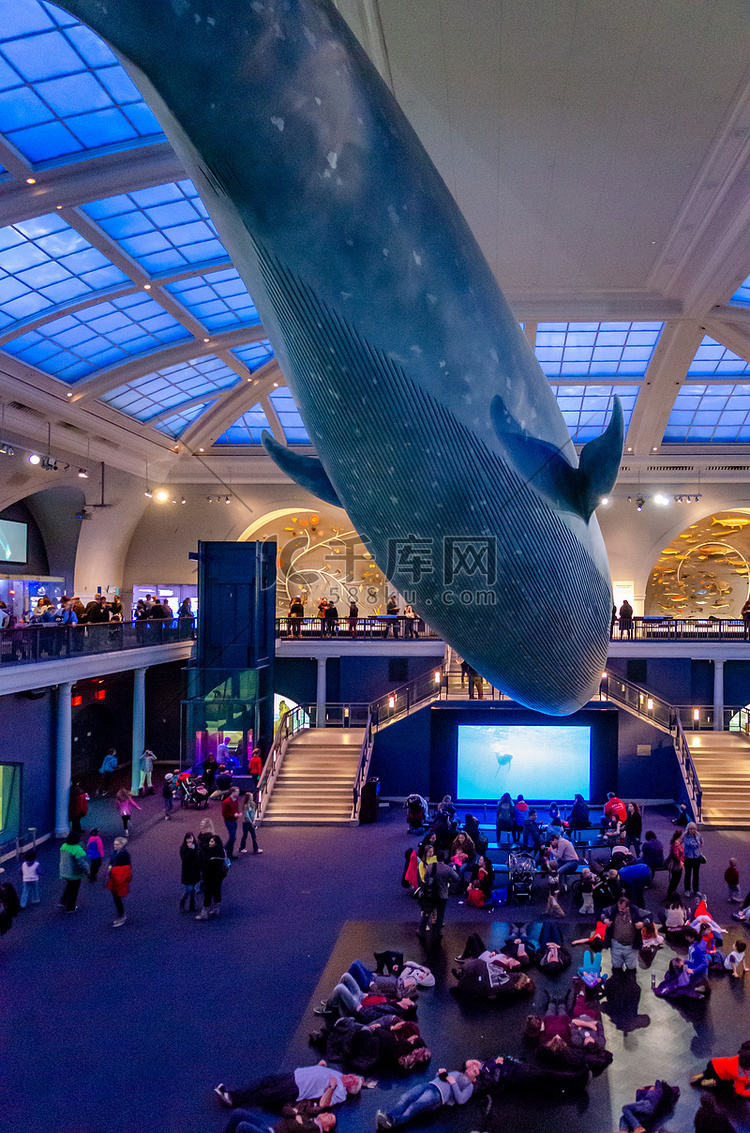 纽约市自然历史博物馆的蓝鲸，下