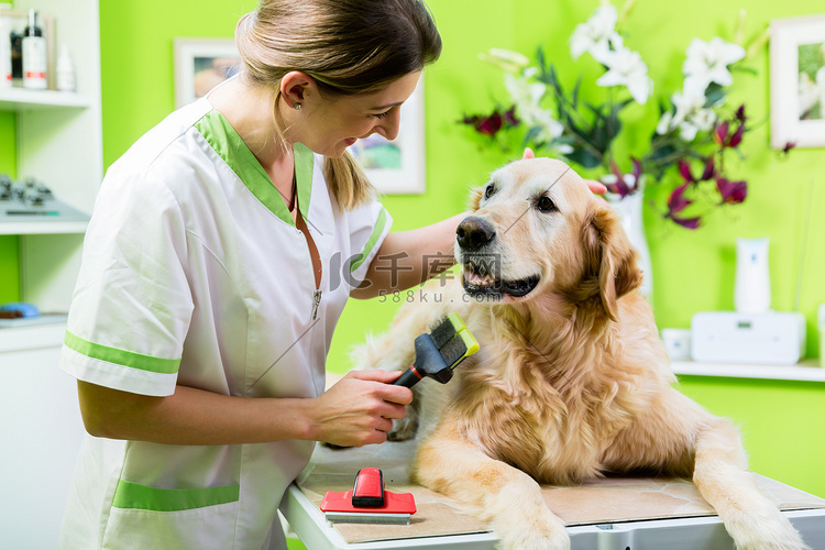 在狗店接受金毛猎犬毛皮护理的女