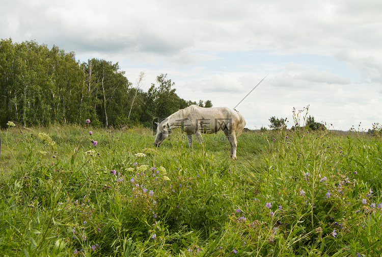 白马在村里绿色的夏季牧场上吃草