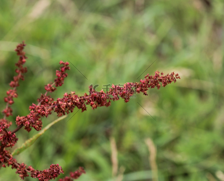 Rumex acetosell