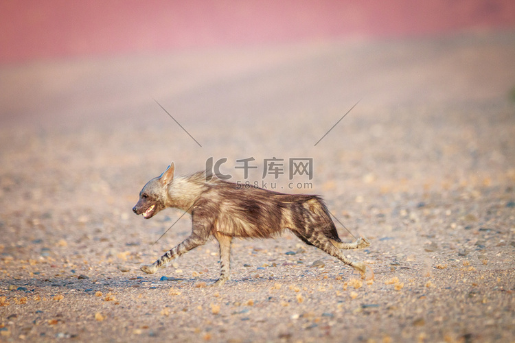 棕色鬣狗在沙漠中奔跑。