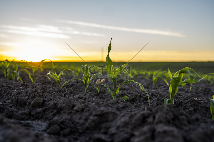 年轻的绿色玉米在肥沃的土壤领域
