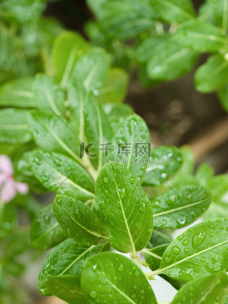 阳光下树叶上的雨滴