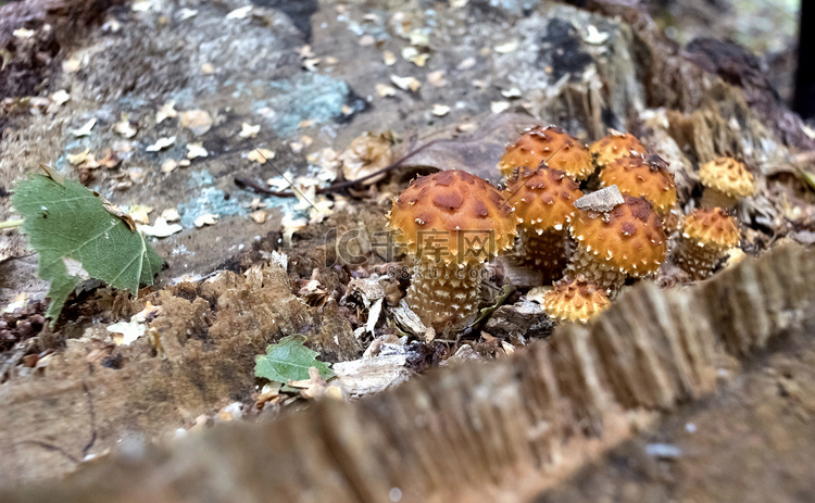 一些年轻的橙色蘑菇生长在根部附