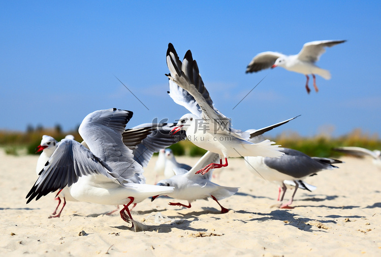 沙滩上飞翔的海鸥群