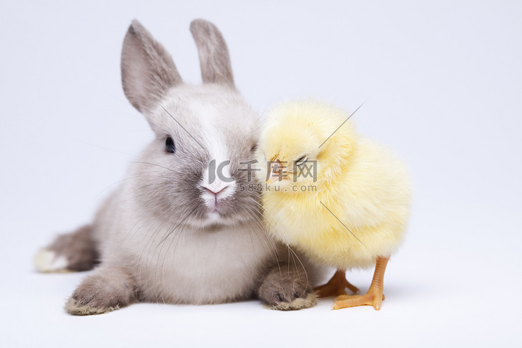 复活节小鸡和兔子在桌子上